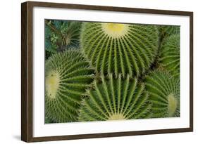 Barrel Cactus II-Charles Bowman-Framed Photographic Print