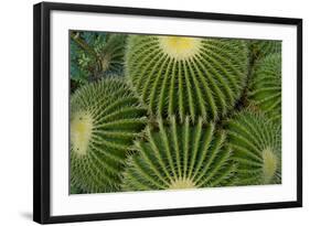Barrel Cactus II-Charles Bowman-Framed Photographic Print