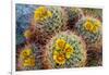 Barrel Cactus in Bloom, Anza-Borrego Desert State Park, Usa-Russ Bishop-Framed Photographic Print