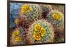 Barrel Cactus in Bloom, Anza-Borrego Desert State Park, Usa-Russ Bishop-Framed Photographic Print