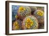 Barrel Cactus in Bloom, Anza-Borrego Desert State Park, Usa-Russ Bishop-Framed Photographic Print