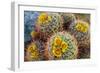 Barrel Cactus in Bloom, Anza-Borrego Desert State Park, Usa-Russ Bishop-Framed Photographic Print