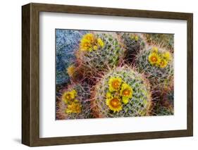 Barrel Cactus in Bloom, Anza-Borrego Desert State Park, Usa-Russ Bishop-Framed Photographic Print