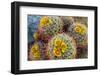 Barrel Cactus in Bloom, Anza-Borrego Desert State Park, Usa-Russ Bishop-Framed Photographic Print