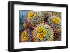 Barrel Cactus in Bloom, Anza-Borrego Desert State Park, Usa-Russ Bishop-Framed Photographic Print