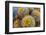 Barrel Cactus in Bloom, Anza-Borrego Desert State Park, Usa-Russ Bishop-Framed Photographic Print