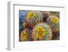 Barrel Cactus in Bloom, Anza-Borrego Desert State Park, Usa-Russ Bishop-Framed Photographic Print