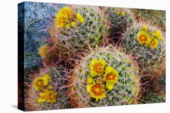 Barrel Cactus in Bloom, Anza-Borrego Desert State Park, Usa-Russ Bishop-Stretched Canvas