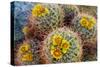 Barrel Cactus in Bloom, Anza-Borrego Desert State Park, Usa-Russ Bishop-Stretched Canvas
