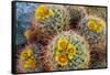 Barrel Cactus in Bloom, Anza-Borrego Desert State Park, Usa-Russ Bishop-Framed Stretched Canvas