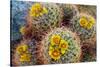 Barrel Cactus in Bloom, Anza-Borrego Desert State Park, Usa-Russ Bishop-Stretched Canvas