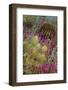 Barrel Cactus, Saguaro National Park,-Art Wolfe-Framed Photographic Print