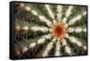 Barrel Cactus Spines-Dr. Keith Wheeler-Framed Stretched Canvas