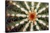 Barrel Cactus Spines-Dr. Keith Wheeler-Stretched Canvas