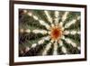 Barrel Cactus Spines-Dr. Keith Wheeler-Framed Photographic Print