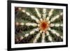Barrel Cactus Spines-Dr. Keith Wheeler-Framed Photographic Print