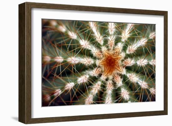 Barrel Cactus Spines-Dr. Keith Wheeler-Framed Photographic Print