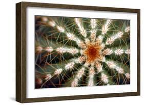 Barrel Cactus Spines-Dr. Keith Wheeler-Framed Photographic Print