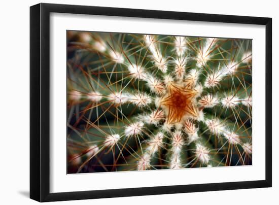 Barrel Cactus Spines-Dr. Keith Wheeler-Framed Photographic Print