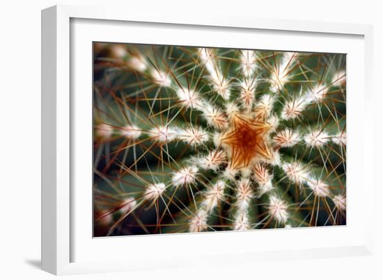 Barrel Cactus Spines-Dr. Keith Wheeler-Framed Photographic Print