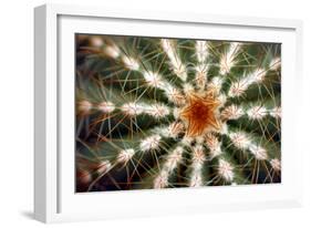 Barrel Cactus Spines-Dr. Keith Wheeler-Framed Photographic Print