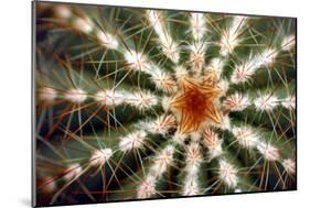Barrel Cactus Spines-Dr. Keith Wheeler-Mounted Photographic Print