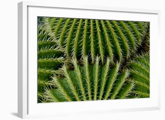 Barrel Cactus-Charles Bowman-Framed Photographic Print