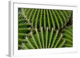 Barrel Cactus-Charles Bowman-Framed Photographic Print