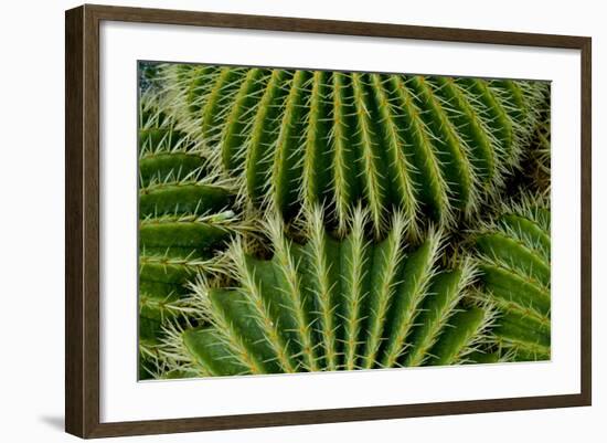 Barrel Cactus-Charles Bowman-Framed Photographic Print