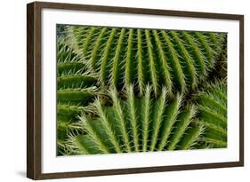 Barrel Cactus-Charles Bowman-Framed Photographic Print