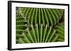 Barrel Cactus-Charles Bowman-Framed Photographic Print