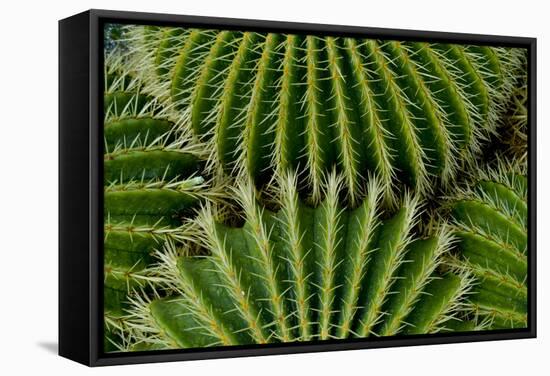 Barrel Cactus-Charles Bowman-Framed Stretched Canvas