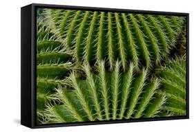 Barrel Cactus-Charles Bowman-Framed Stretched Canvas