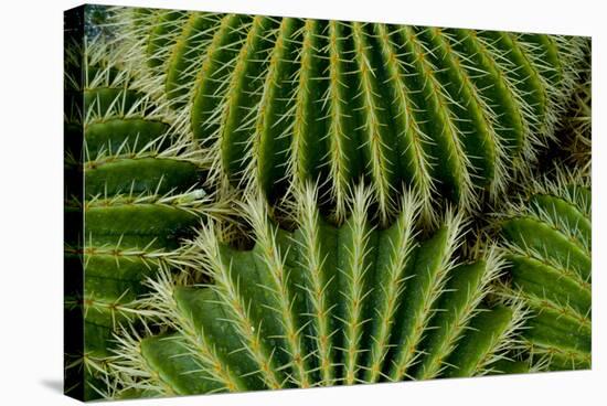 Barrel Cactus-Charles Bowman-Stretched Canvas