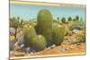 Barrel Cactus-null-Mounted Art Print