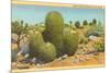 Barrel Cactus-null-Mounted Premium Giclee Print