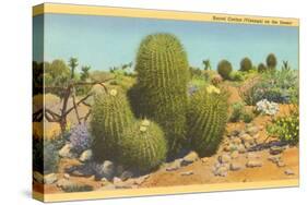 Barrel Cactus-null-Stretched Canvas