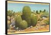 Barrel Cactus-null-Framed Stretched Canvas