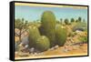 Barrel Cactus-null-Framed Stretched Canvas