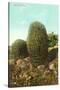 Barrel Cactus-null-Stretched Canvas