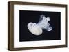 Barrel Jelly-Hal Beral-Framed Photographic Print