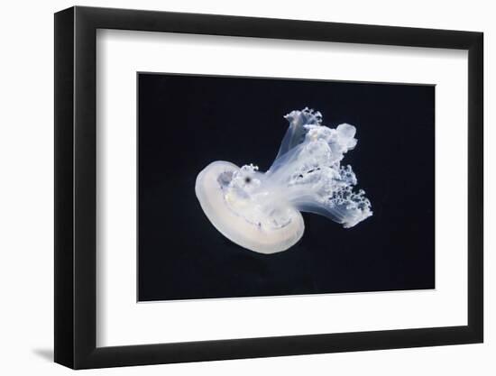 Barrel Jelly-Hal Beral-Framed Photographic Print