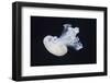 Barrel Jelly-Hal Beral-Framed Photographic Print