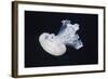 Barrel Jelly-Hal Beral-Framed Photographic Print