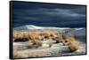 Barren Desert Landscape with Grasses under a Blue Sky-Jody Miller-Framed Stretched Canvas