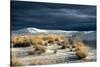 Barren Desert Landscape with Grasses under a Blue Sky-Jody Miller-Stretched Canvas