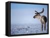 Barren Ground Caribou, Arctic National Wildlife Refuge, Alaska, USA-Steve Kazlowski-Framed Stretched Canvas