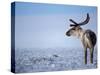 Barren Ground Caribou, Arctic National Wildlife Refuge, Alaska, USA-Steve Kazlowski-Stretched Canvas