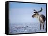 Barren Ground Caribou, Arctic National Wildlife Refuge, Alaska, USA-Steve Kazlowski-Framed Stretched Canvas