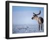 Barren Ground Caribou, Arctic National Wildlife Refuge, Alaska, USA-Steve Kazlowski-Framed Photographic Print